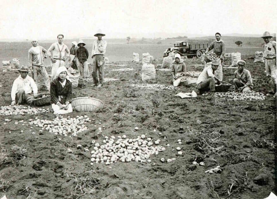 O cultivo de batata começou em Cotia e outras áreas nos arredores de São Paulo (foto: Acervo do Museu Histórico da Imigração Japonesa no Brasil)