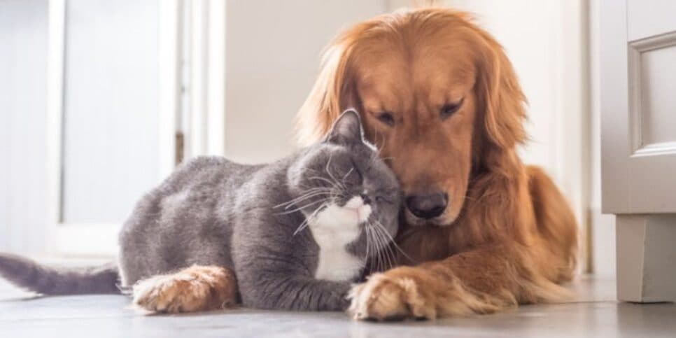 Cachorros e gatos são amados pelos brasileiros (Reprodução: Internet)