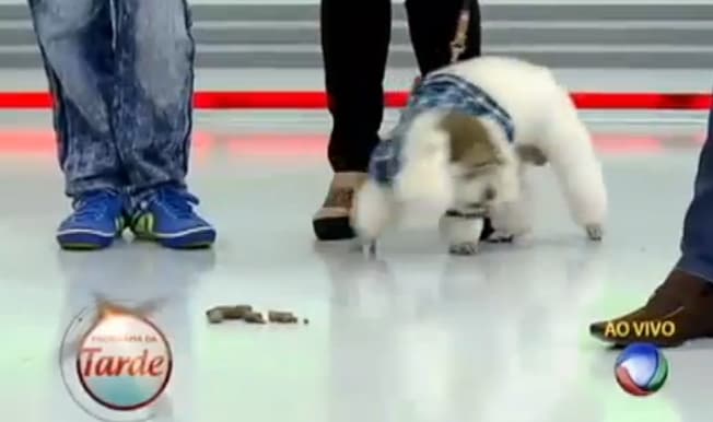 Vídeo da Hora: Cachorro faz cocô no palco do Programa da Tarde