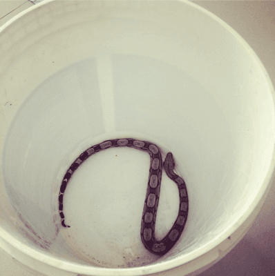 Isis Valverde encontra cobra em sua casa: "Moro no meio do mato"