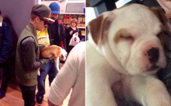 Polêmica! Justin Bieber é acusado de abandonar cachorrinha