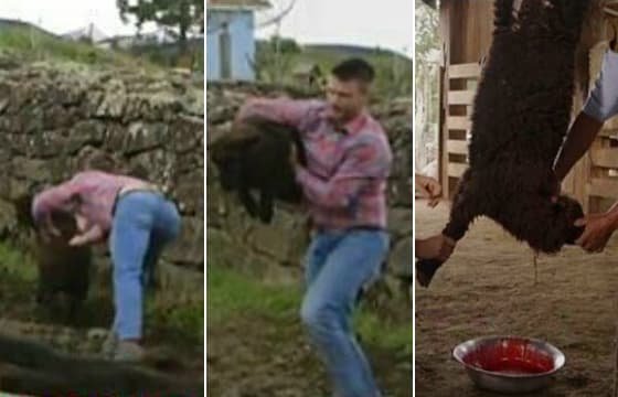 Bafão! Rodrigo Hilbert pede desculpas após matar filhote de ovelha em programa