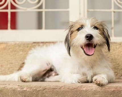 Globo cria animação com cachorro de "Haja Coração"