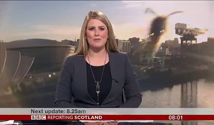 Inseto "gigante" ataca apresentadora da BBC News ao vivo