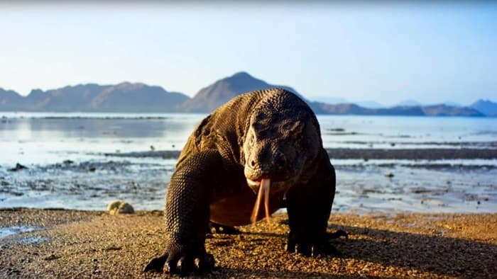 Globo adquire série de história natural de grande audiência no Reino Unido