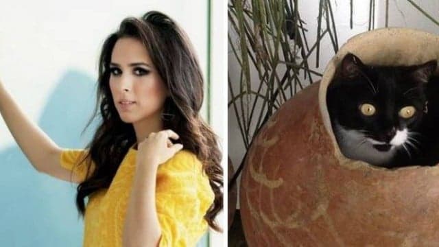Tatá Werneck lamenta morte de sua gata na web: "Amor"