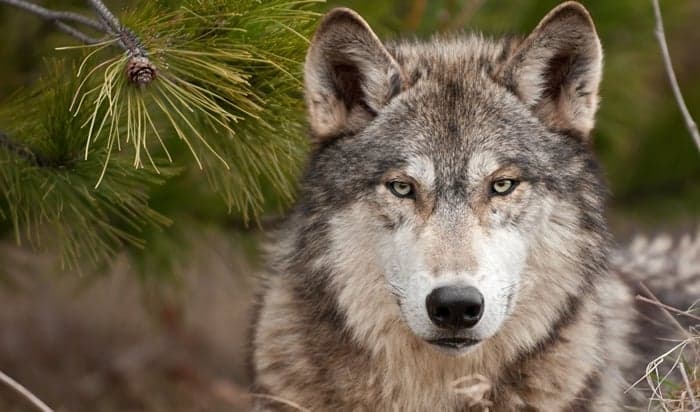 Aguinaldo Silva promete lobo de verdade em sua próxima novela das 21h