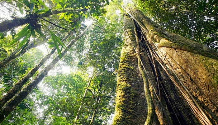 À la Supermax? Netflix fará série de suspense na Floresta Amazônica