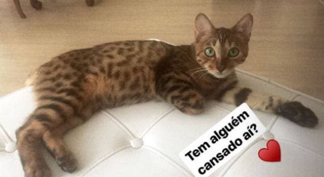Imagem do post Imagem do post