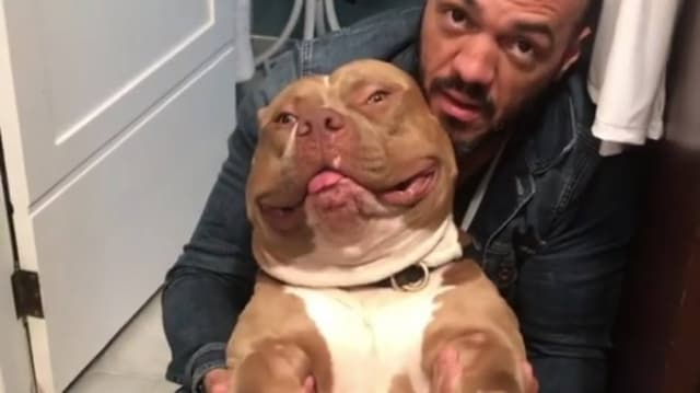 Mãe de Belo foi atacada pelo cachorro do casal e Gracyanne Barbosa expõe o caso