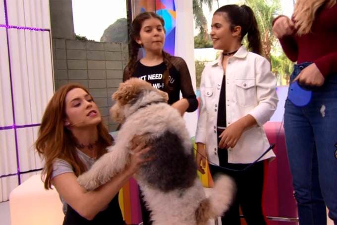 Produção da Globo negou que o cachorro fosse anestesiado; revelação aconteceu no Vídeo Show (Foto: Reprodução) Produção da Globo negou que o cachorro fosse anestesiado; revelação aconteceu no Vídeo Show (Foto: Reprodução)