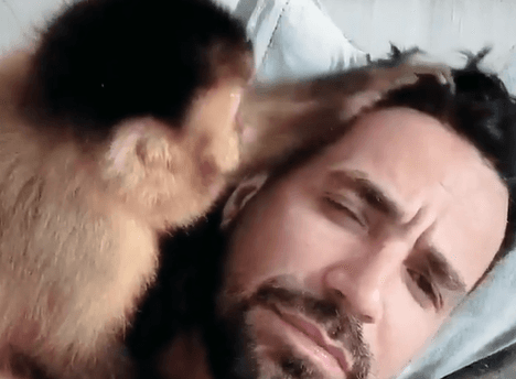 Macaquinha de Latino tem 'crise de TPM' e 'ataca' o cantor; veja o vídeo