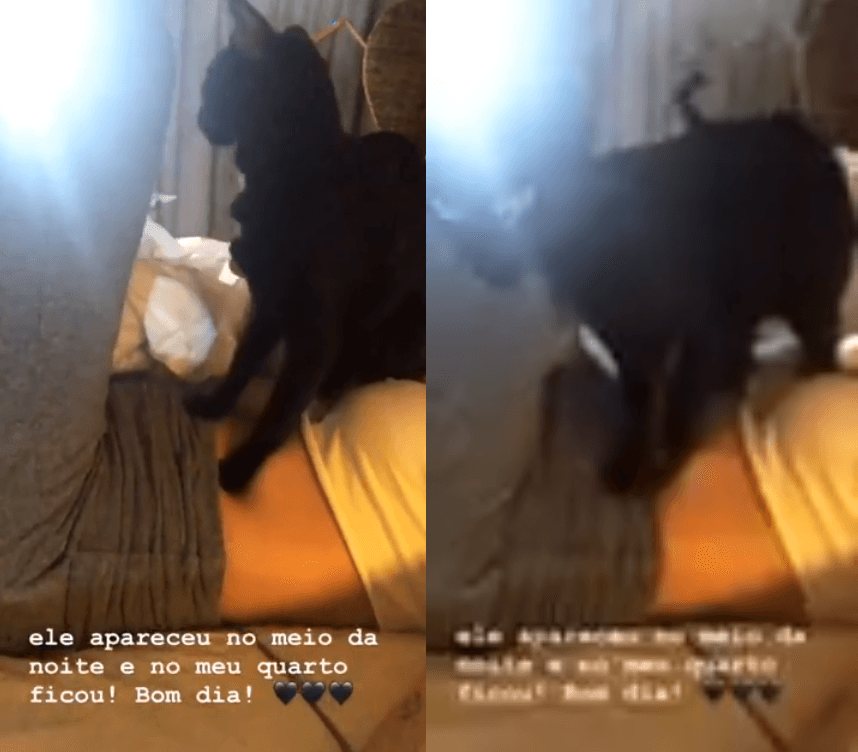 Giovanna Ewbank brinca com gato em Fernando de Noronha. Giovanna Ewbank brinca com gato em Fernando de Noronha.