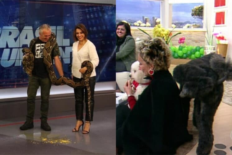 Catia Fonseca, Ana Maria Braga e outros apresentadores que tiveram seus programas sabotados por animais