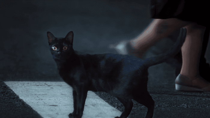 O gato León em cena de O Sétimo Guardião (Foto: Reprodução/Globo) O gato León em cena de O Sétimo Guardião (Foto: Reprodução/Globo)