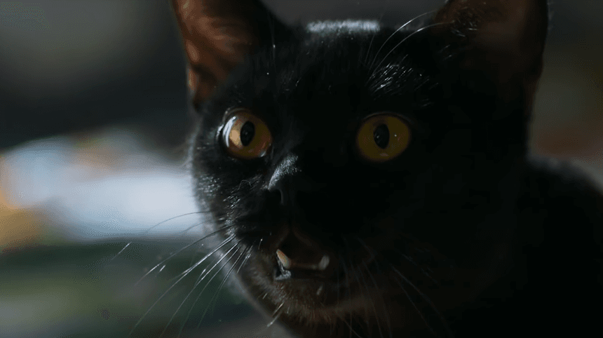 Gato de O Sétimo Guardião (Foto: Reprodução) Gato de O Sétimo Guardião (Foto: Reprodução)