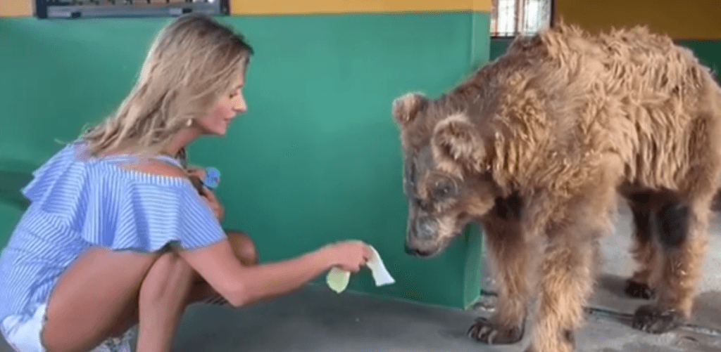 Luisa Mell revela que enfrenta a separação resgatando animais e famosos apoiam a causa