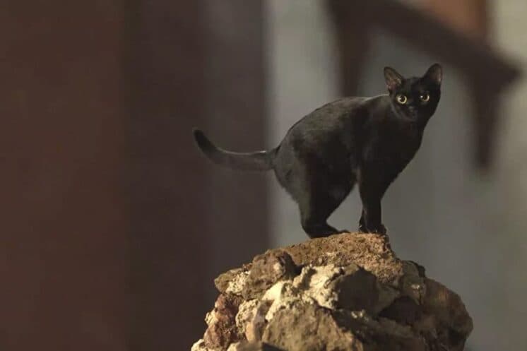 O Sétimo Guardião: gato León é assassinado, choca a todos e ressuscita