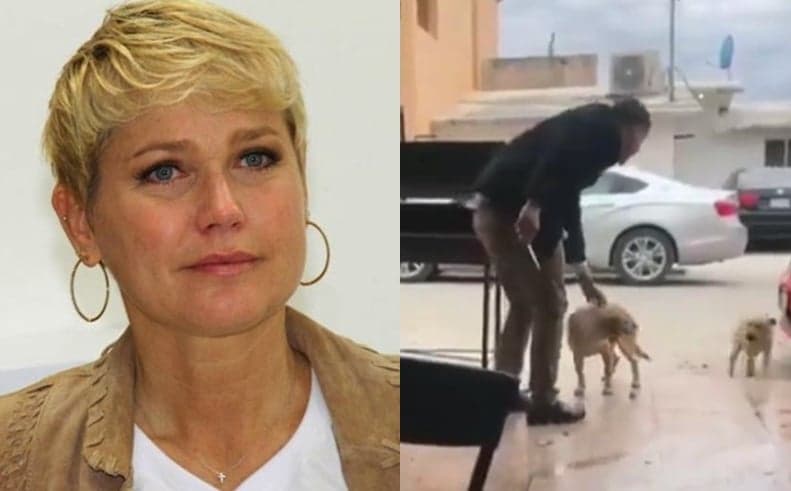 Xuxa divulga vídeo de homem esfaqueando cachorrinho brutalmente e deixa todos em pânico