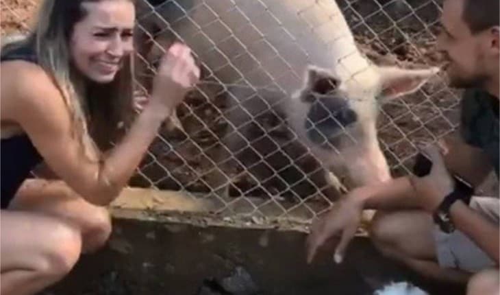 Ex-BBB Paula é rejeitada por porca que criava e animal aparece em condições deploráveis