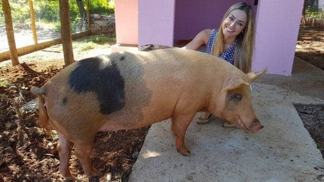 Campeã do BBB19, Paula se reencontra com sua porca de estimação e fica emocionada