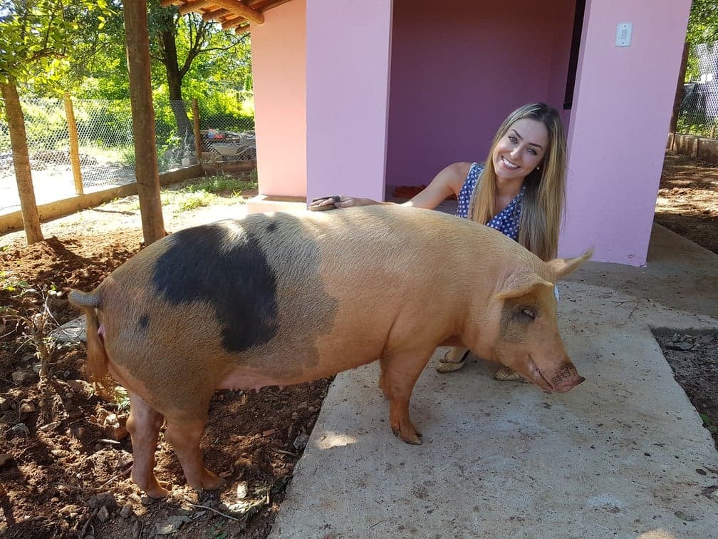 BBB19: Paula faz porca de estimação sofrer grave doença e correr risco de morte