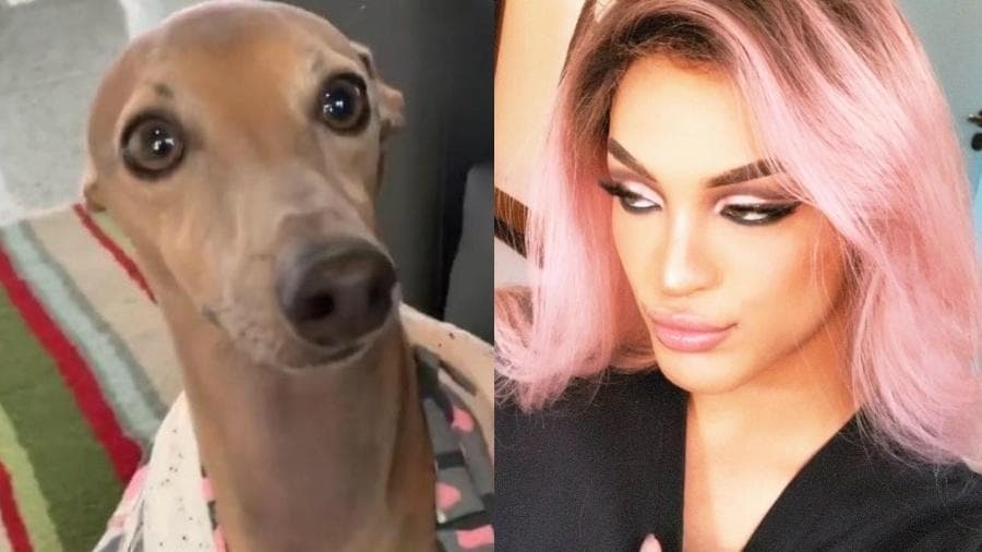 Briga entre Pabllo Vittar e cachorro de Anitta ganha a web e guerra se inicia