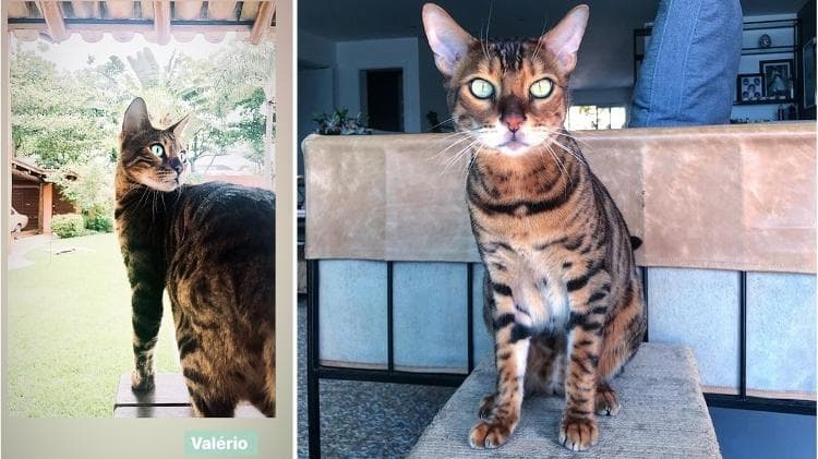 O gato da atriz de Bom Sucesso, Grazi Massafera (foto: reprodução) O gato da atriz de Bom Sucesso, Grazi Massafera (foto: reprodução)