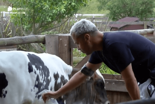 A Fazenda: Viny, após agredir galo, se retrata e cuida de bezerro