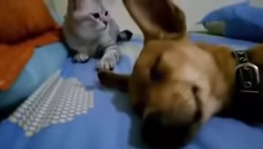 Vingança? Em vídeo viral, cão faz ato inusitado enquanto dorme e gato não deixa barato