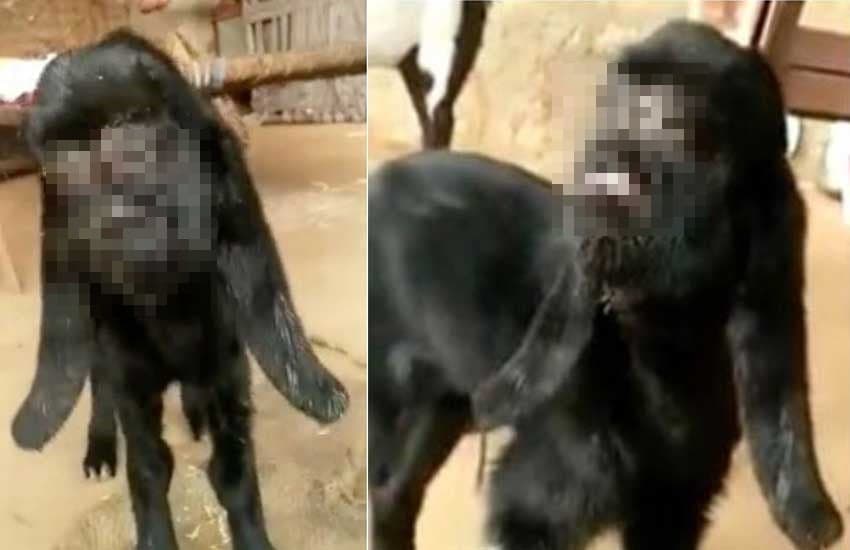 Cabra com mutação rara parece ter "rosto humano" e é venerada na Índia como um Deus