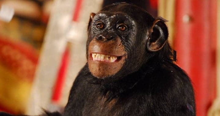Chimpanzé Chico foi um dos destaques de Caras & Bocas. (Foto: Divulgação) Chimpanzé Chico foi um dos destaques de Caras & Bocas. (Foto: Divulgação)