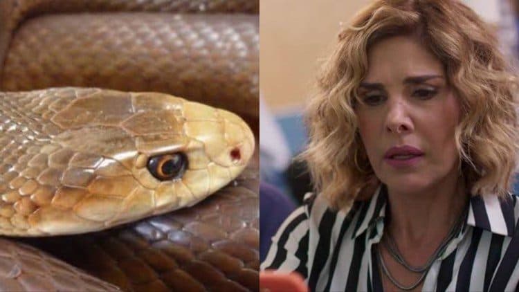 Bom Sucesso: Eugênia é picada por cobra e tem final surpreendente ao lado de Vicente e Gabriela