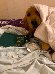 Mulher deixa de entrar em contato com o coronavírus graças à seu cachorro (Foto: Reprodução/Facebook)