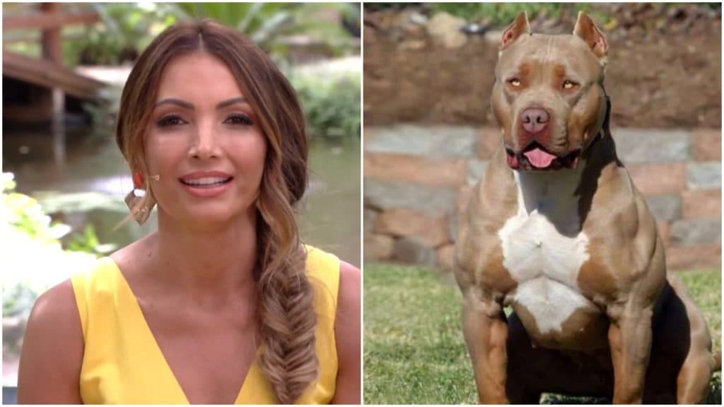 Patrícia Poeta revolta público após rejeitar carinho de pitbull durante programa ao vivo e é detonada