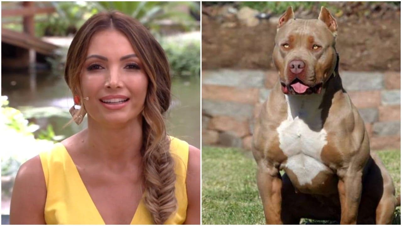 Patrícia Poeta foi acusada de reforçar o preconceito que existe contra os cães da raça pitbull (Foto: Reprodução) Patrícia Poeta foi acusada de reforçar o preconceito que existe contra os cães da raça pitbull (Foto: Reprodução)