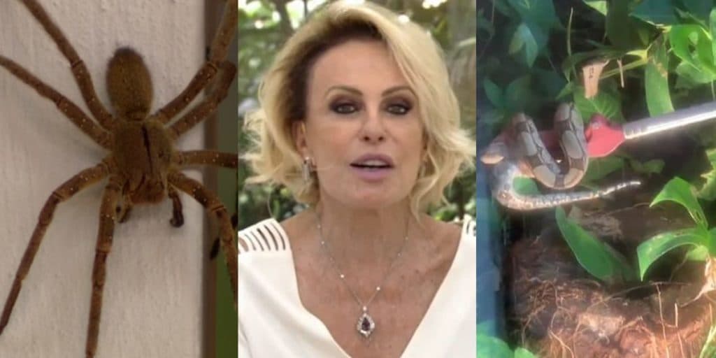 Zoológico da Ana Maria? Aranha, cobra, barata e outros bichos invadem o programa Mais Você