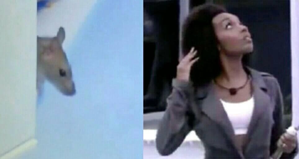 Brothers escutam "rato do BBB" no telhado da cozinha e sister entrega fobia: "Morro de medo"