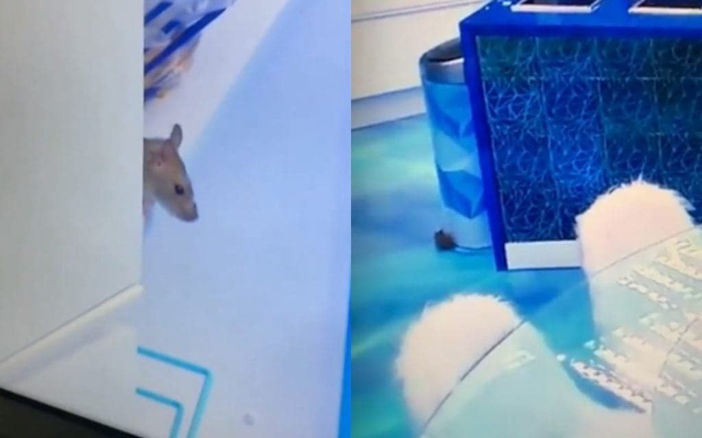 Que nojo! Rato volta a aparecer dentro do BBB20, nova manutenção é feita na casa e produção entra em pânico
