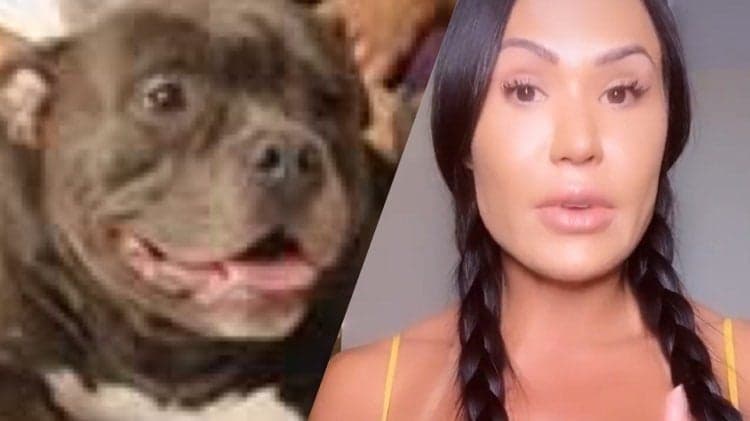 Pitbull de Gracyanne Barbosa ataca após ciúmes da esposa de Belo: "brava"