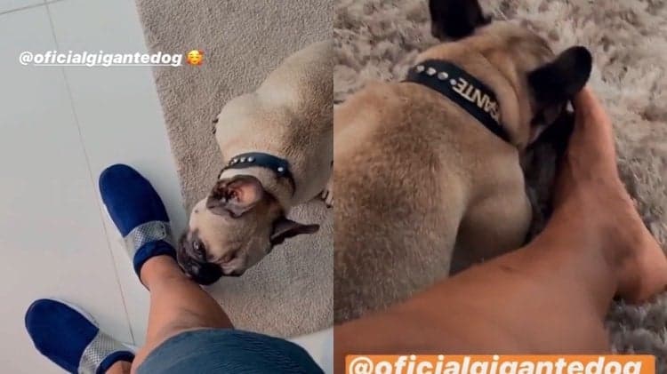 Gigante, o cachorro de Léo Santana se acaba de lamber a perna do dono (Montagem: TV Foco)