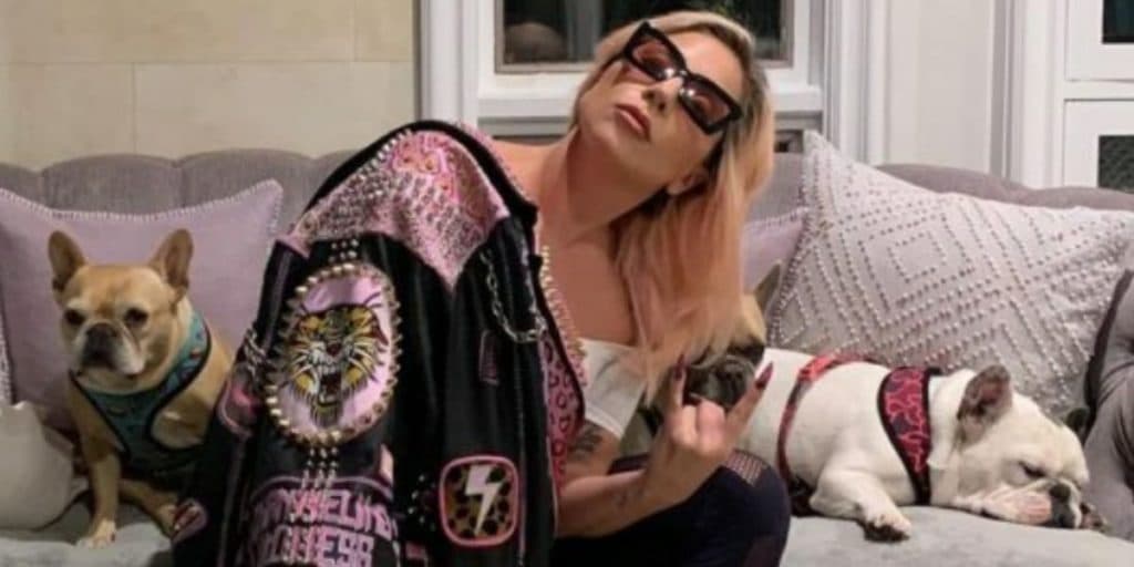 Após roubo, Lady Gaga recupera cachorros após anunciar recompensa milionária na web