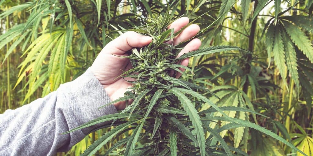 Urgente! Câmara dos Deputados aprova a legalização da maconha: "País de merda"