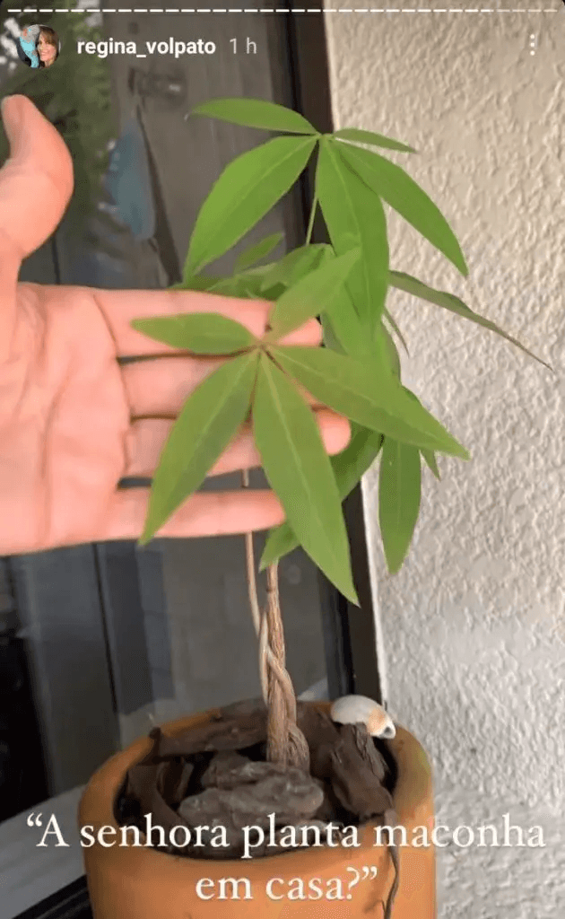 Plantinha suspeita de Regina Volpato (Foto: Reprodução)