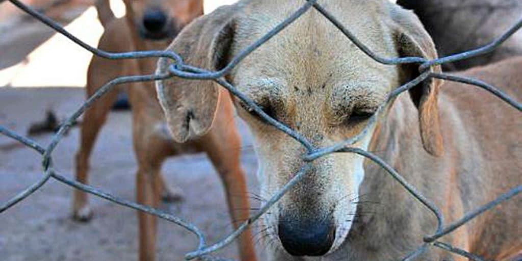 Apresentador de grande emissora assassina cachorros e admite torturas ao vivo: "Ovo fervendo na boca"