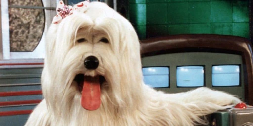 Ícone da TV nos anos 90, Priscila, da TV Colosso, volta para à televisão: "Estamos muito felizes"