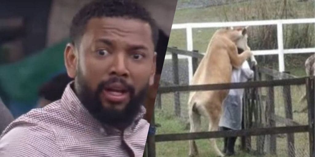 A Fazenda 13: Vaca sobe em Nego do Borel, trepa em cantor e roça parte íntima no artista, com escândalo: "Subiu"