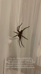 A aranha encontrada pela esposa de Lucas Lucco (Foto: Reprodução) A aranha encontrada pela esposa de Lucas Lucco (Foto: Reprodução)