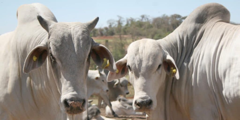 Apresentador é atingindo em cheio por uma vaca, tem pênis esmagado e urra de dor: "Fui atacado''