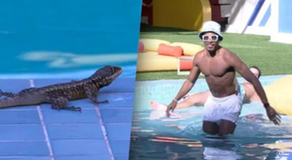 Inacreditável! Lagarto invade casa do BBB22, cai em piscina e é salvo por brothers; web reage